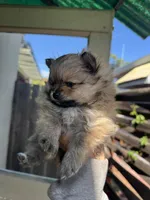 Cinnamon, a female Pomeranian for sale in San Jose, CA – Photo 3 of 3