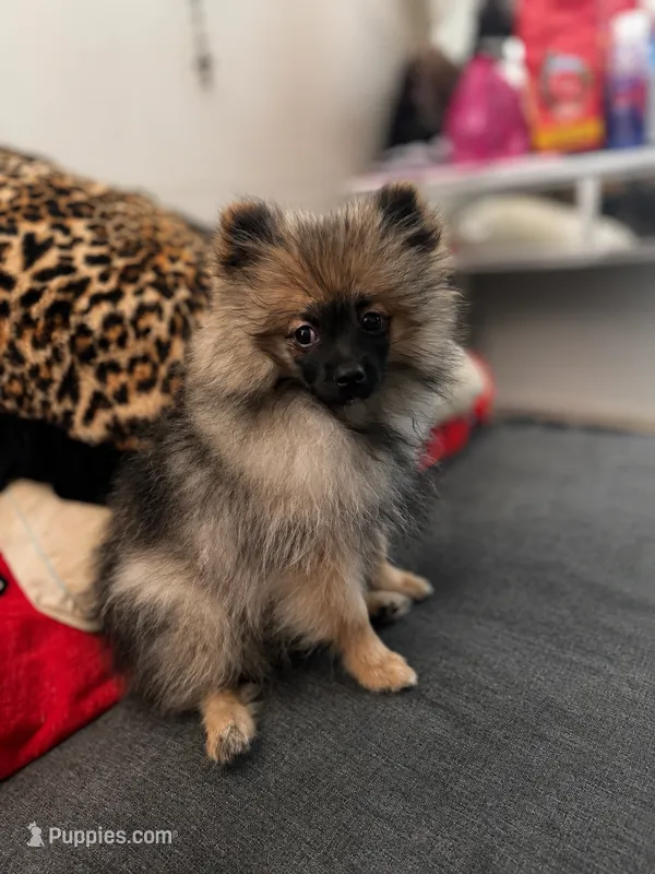 Raider – Pomeranian puppy for sale in Palo Alto, CA