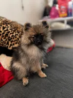 Raider, a male Pomeranian for sale in Palo Alto, CA – 1 of 2