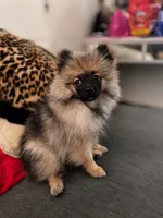Raider, a male Pomeranian for sale in Palo Alto, CA – 2 of 2