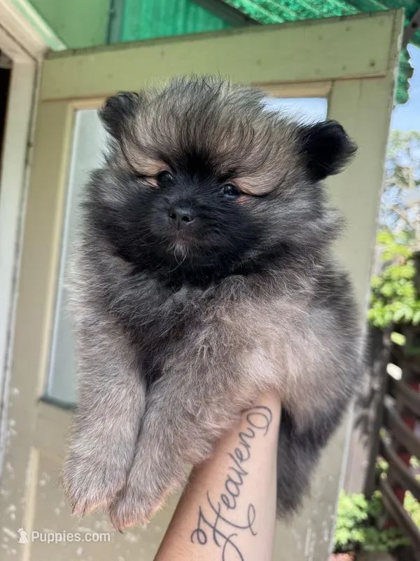 Raider – Pomeranian puppy for sale in San Jose, CA