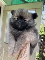 Raider, a male Pomeranian for sale in San Jose, CA – Photo 1 of 3