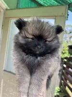 Raider, a male Pomeranian for sale in San Jose, CA – Photo 3 of 3