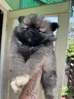 Raider, a male Pomeranian for sale in San Jose, CA – Photo 2 of 3