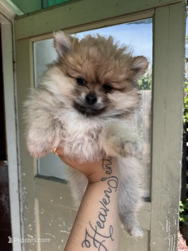 Chiquita – Pomeranian puppy for sale in San Jose, CA
