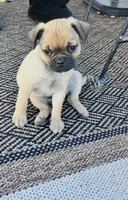 Teddy, a male Pug for sale in Laguna Niguel, CA – Photo 2 of 2