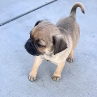 Teddy, a male Pug for sale in Laguna Niguel, CA – Photo 1 of 2