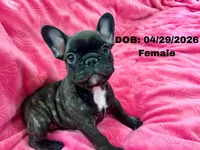 Ella, a female French Bulldog for sale in Sacramento, CA – 2 of 4