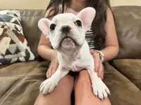Princess, a female French Bulldog for sale in Sacramento, CA – 5 of 7