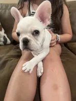 Princess, a female French Bulldog for sale in Sacramento, CA – 6 of 7