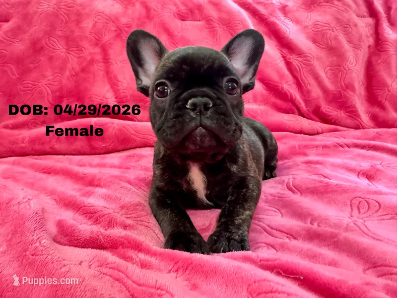 Daisy – French Bulldog puppy for sale in Sacramento, CA
