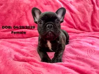 Daisy, a female French Bulldog for sale in Sacramento, CA – 1 of 4