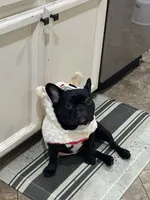 Princess, a female French Bulldog for sale in Sacramento, CA – 4 of 4