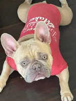Daisy, a female French Bulldog for sale in Sacramento, CA – 3 of 4