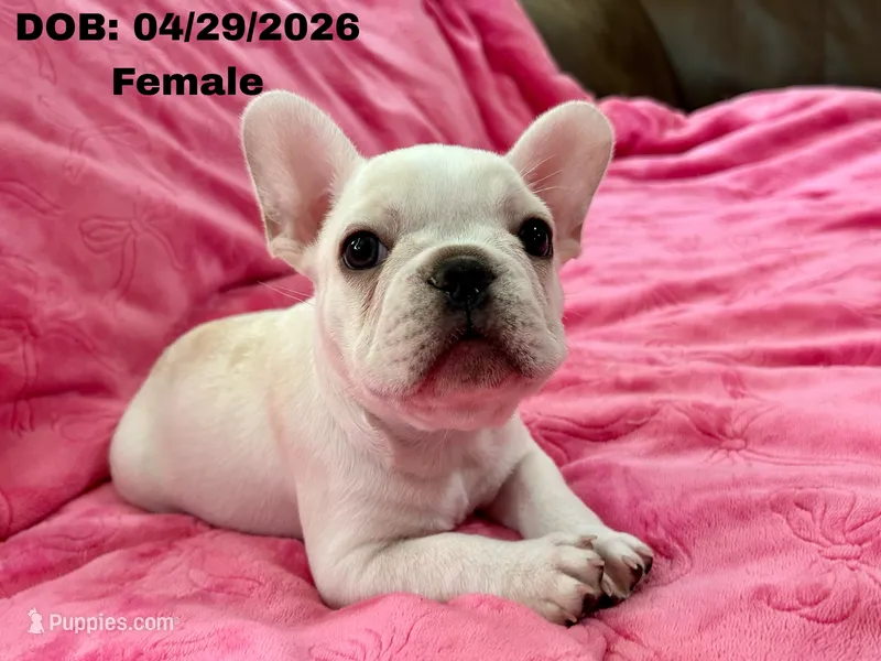 Princess – French Bulldog puppy for sale in Sacramento, CA