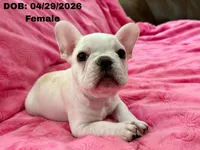 Princess, a female French Bulldog for sale in Sacramento, CA – 1 of 4