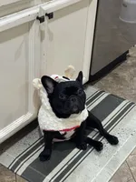 Ella, a female French Bulldog for sale in Sacramento, CA – 4 of 4