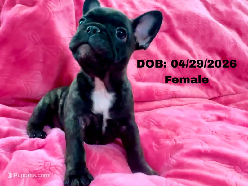Ella – French Bulldog puppy for sale in Sacramento, CA