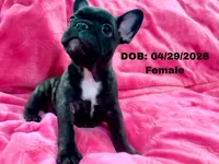 Ella, a female French Bulldog for sale in Sacramento, CA – 1 of 4