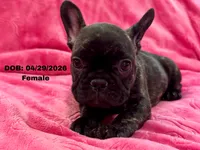 Daisy, a female French Bulldog for sale in Sacramento, CA – 2 of 4