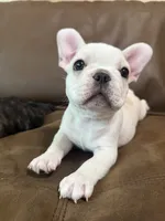 Princess, a female French Bulldog for sale in Sacramento, CA – 7 of 7