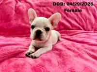 Princess, a female French Bulldog for sale in Sacramento, CA – 2 of 4