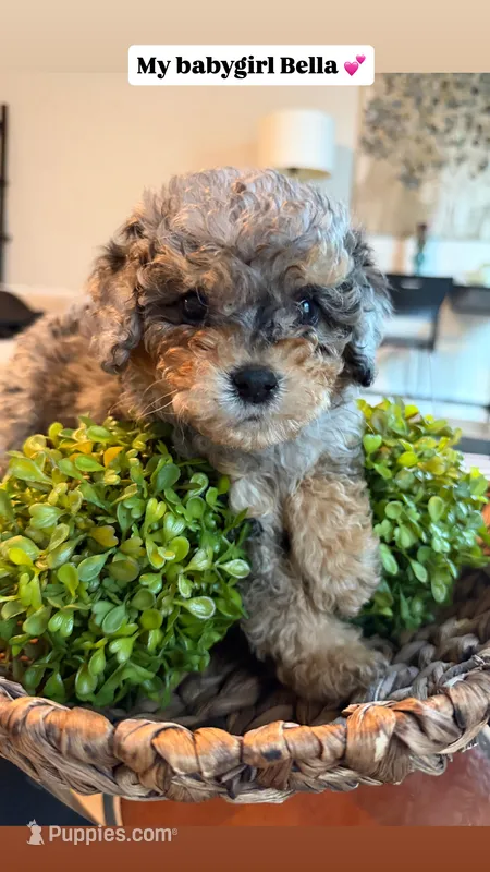 Bella – Cavapoo puppy for sale in Clarksville, TN
