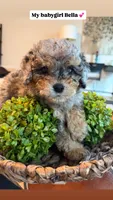 Bella, a female Cavapoo for sale in Clarksville, TN – 1 of 6