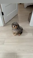 Bella, a female Cavapoo for sale in Clarksville, TN – 4 of 6