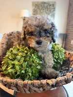 Bella, a female Cavapoo for sale in Clarksville, TN – 6 of 6