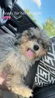 Bella, a female Cavapoo for sale in Clarksville, TN – 3 of 6