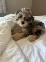 Bella, a female Cavapoo for sale in Clarksville, TN – 5 of 6