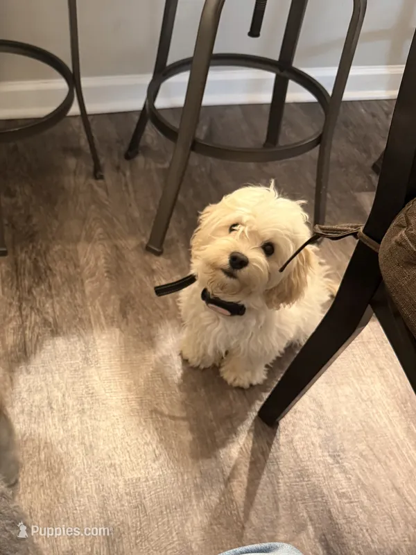 Mochi – Bichon Frise, Cocker Spaniel puppy for sale in Murfreesboro, TN