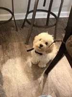 Mochi, a female Bichon Frise and Cocker Spaniel for sale in Murfreesboro, TN – 1 of 4