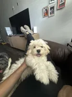 Mochi, a female Bichon Frise and Cocker Spaniel for sale in Murfreesboro, TN – 3 of 4