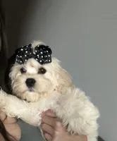 Mochi, a female Bichon Frise and Cocker Spaniel for sale in Murfreesboro, TN – 4 of 4
