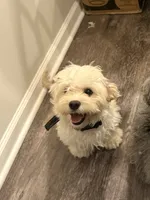 Mochi, a female Bichon Frise and Cocker Spaniel for sale in Murfreesboro, TN – 2 of 4