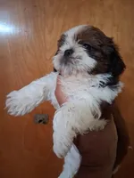 SUSAN AKC , a female Shih Tzu for sale in Indianapolis, IN – 2 of 3