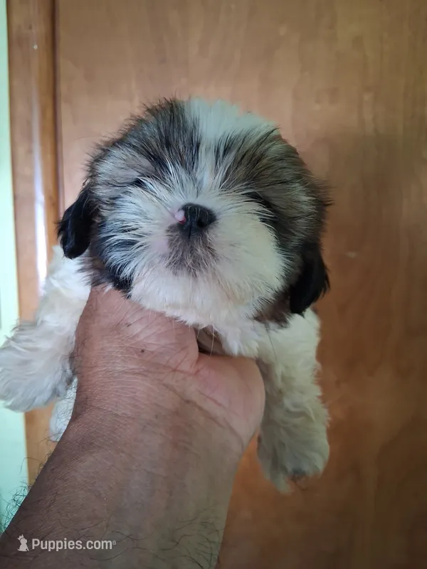 Sarah ckc – Shih Tzu puppy for sale in Indianapolis, IN
