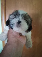 Sarah ckc, a female Shih Tzu for sale in Indianapolis, IN – 1 of 5