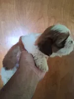 Mary ckc, a female Shih Tzu for sale in Indianapolis, IN – 2 of 5