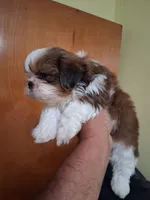 STANLEY AKC , a male Shih Tzu for sale in Indianapolis, IN – 1 of 3