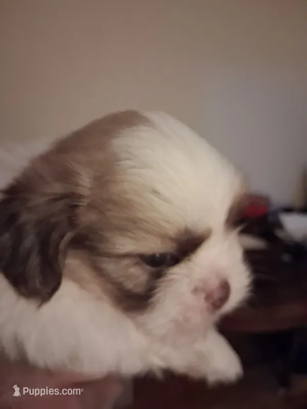 Knute ckc – Shih Tzu puppy for sale in Indianapolis, IN