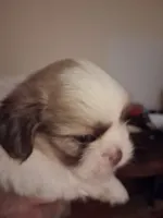Knute ckc, a male Shih Tzu for sale in Indianapolis, IN – 1 of 3