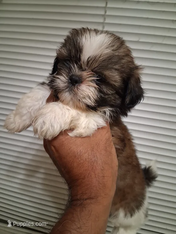 VANESSA AKC  – Shih Tzu puppy for sale in Indianapolis, IN