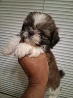 VANESSA AKC , a female Shih Tzu for sale in Indianapolis, IN – 1 of 3