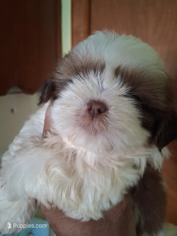 Knute ckc – Shih Tzu puppy for sale in Indianapolis, IN