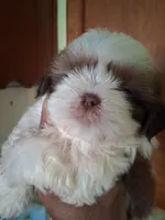 Knute ckc, a male Shih Tzu for sale in Indianapolis, IN – 1 of 6