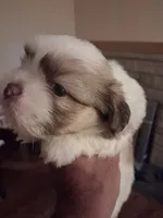 Knute ckc, a male Shih Tzu for sale in Indianapolis, IN – 2 of 3
