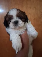 SUSAN AKC , a female Shih Tzu for sale in Indianapolis, IN – 3 of 3
